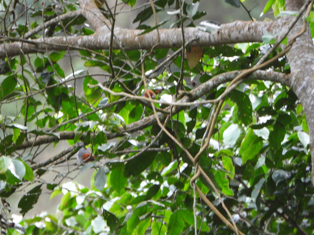 Fulvous-headed Tanager - ML636969090