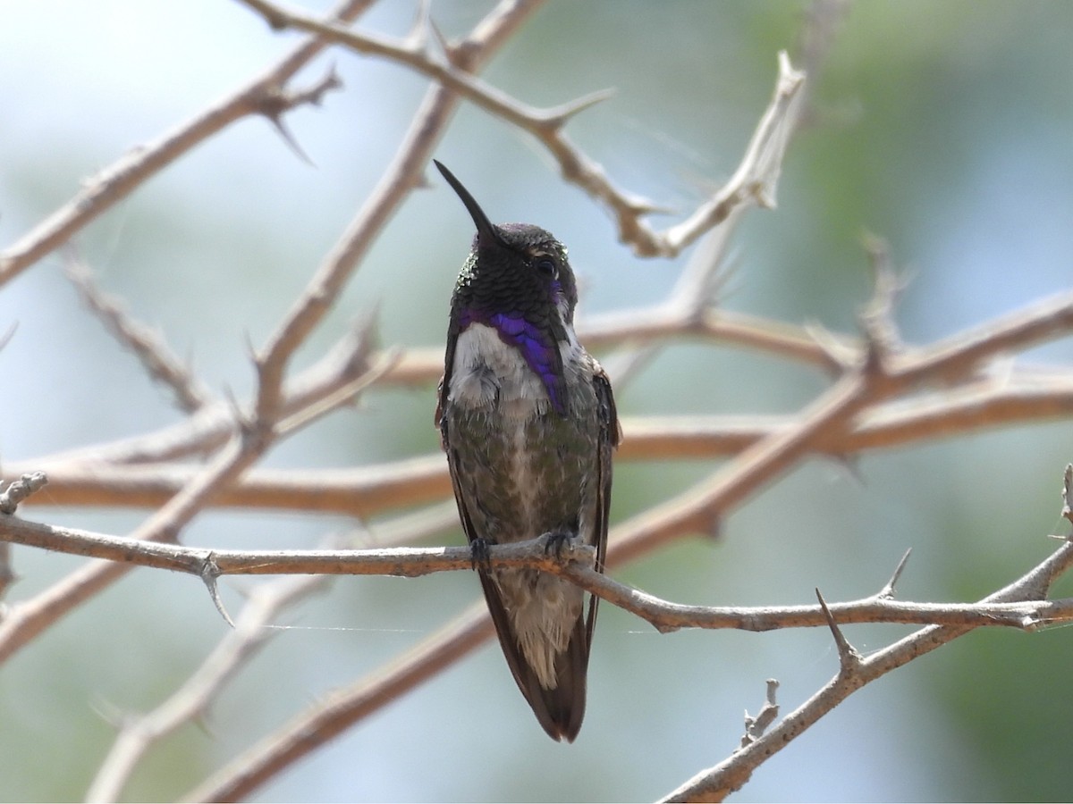 Costa's Hummingbird - ML636969147