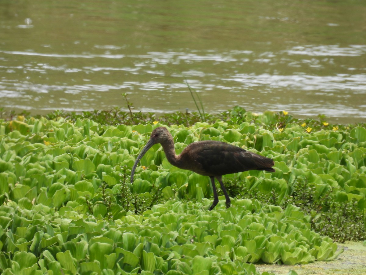 White-faced Ibis - ML636969169