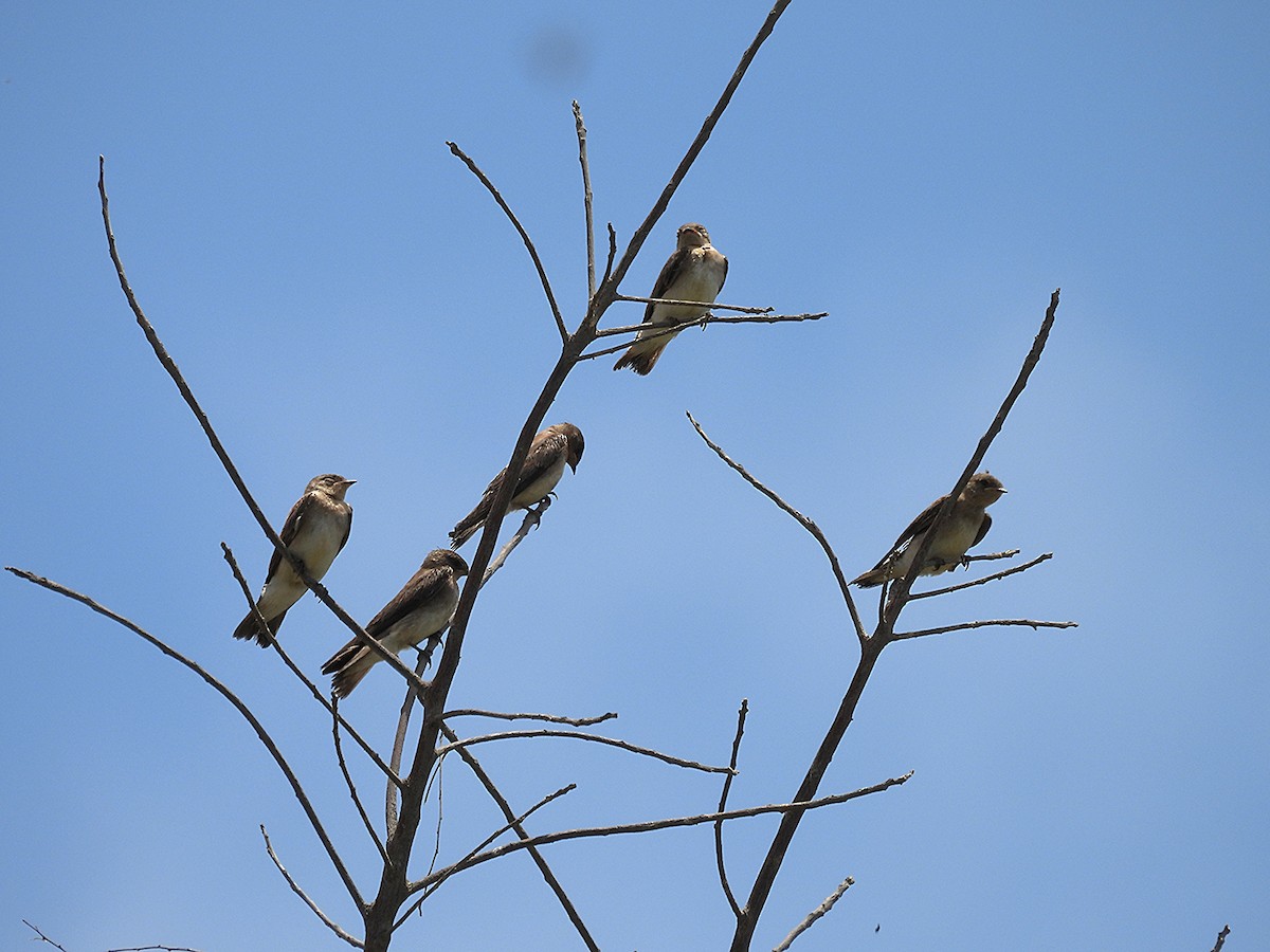 Northern Rough-winged Swallow - ML636969210