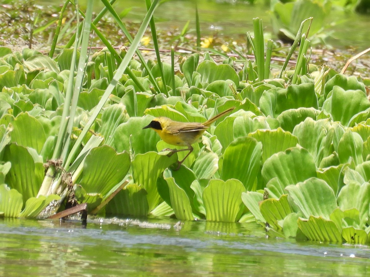 Belding's Yellowthroat - ML636969228