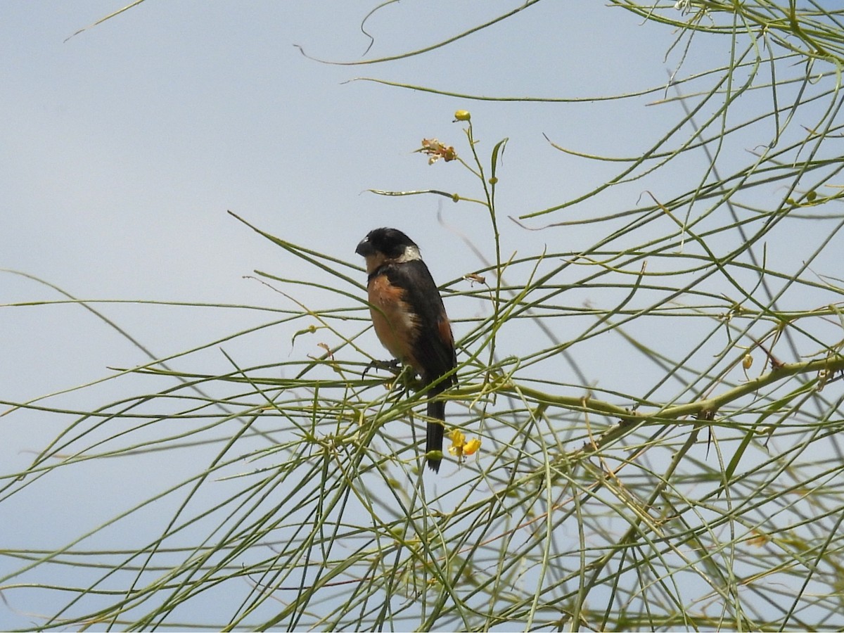 Cinnamon-rumped Seedeater - ML636969242