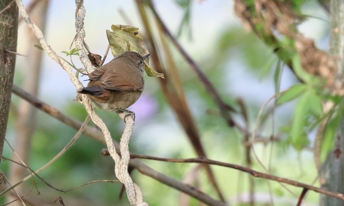 Sharp-billed Canastero - ML636969313