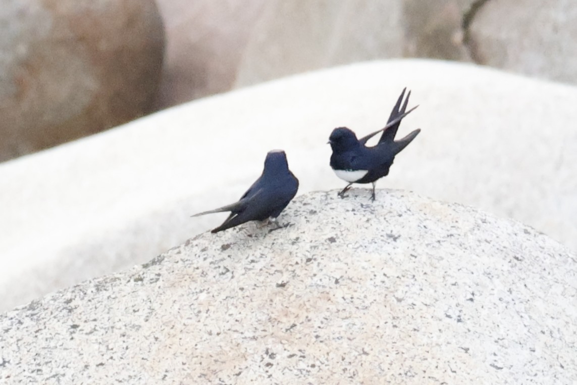 White-banded Swallow - ML636969340