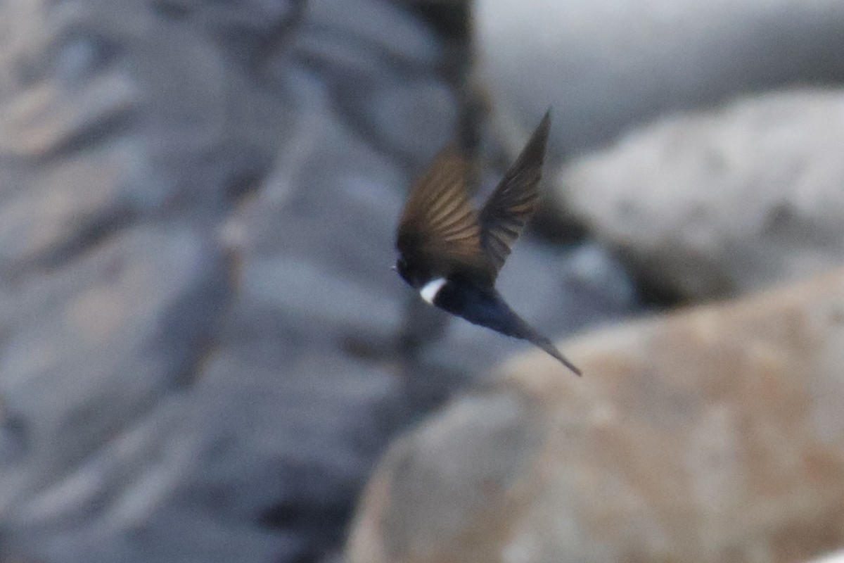 White-banded Swallow - ML636969442