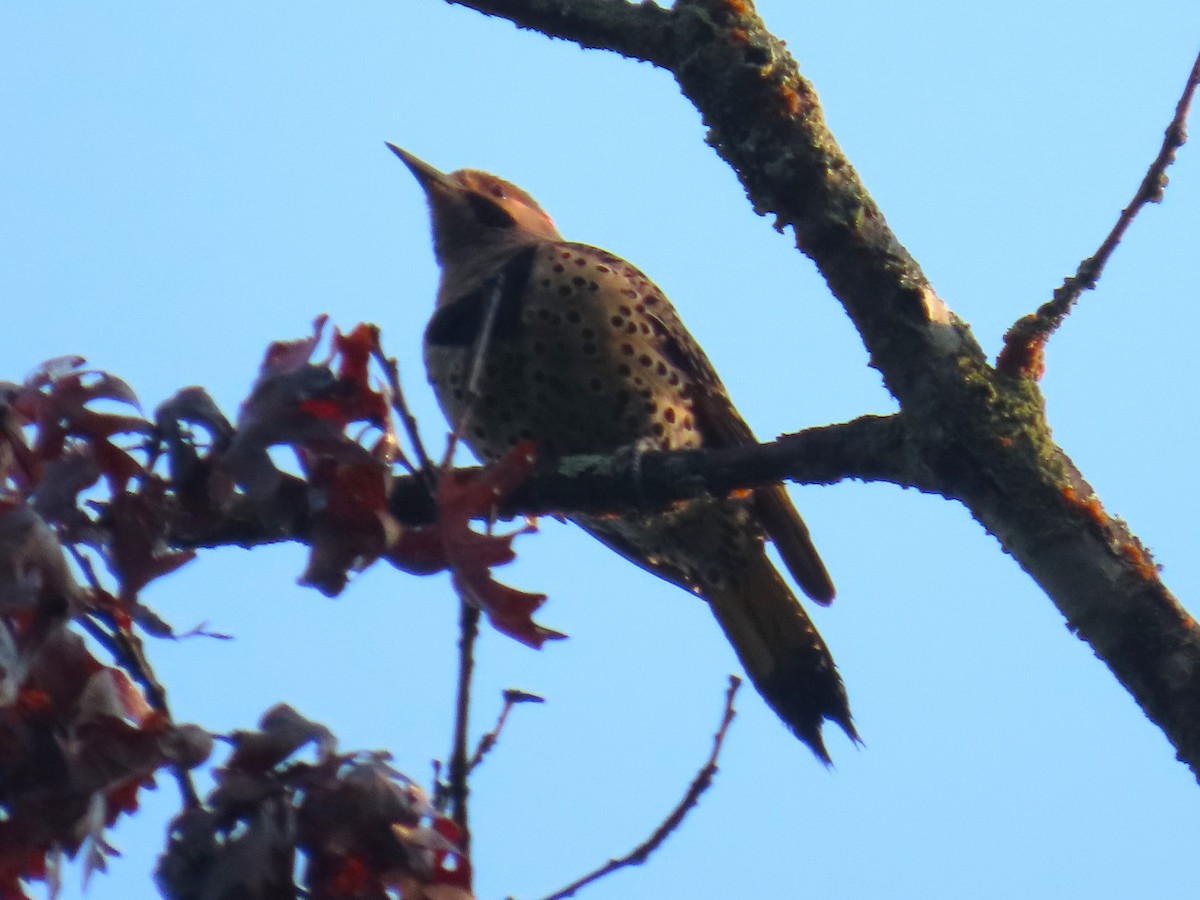 Northern Flicker - ML636969482