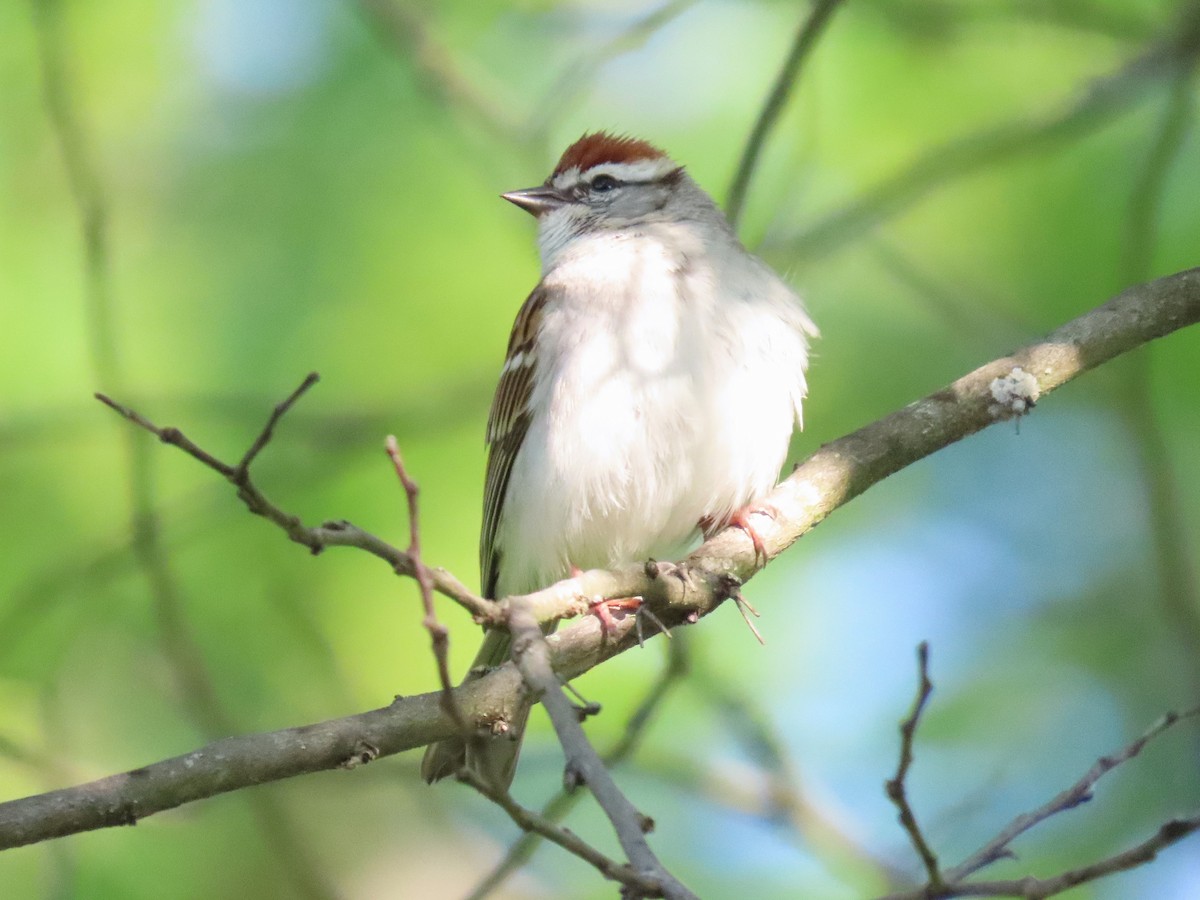 Chipping Sparrow - ML636969500