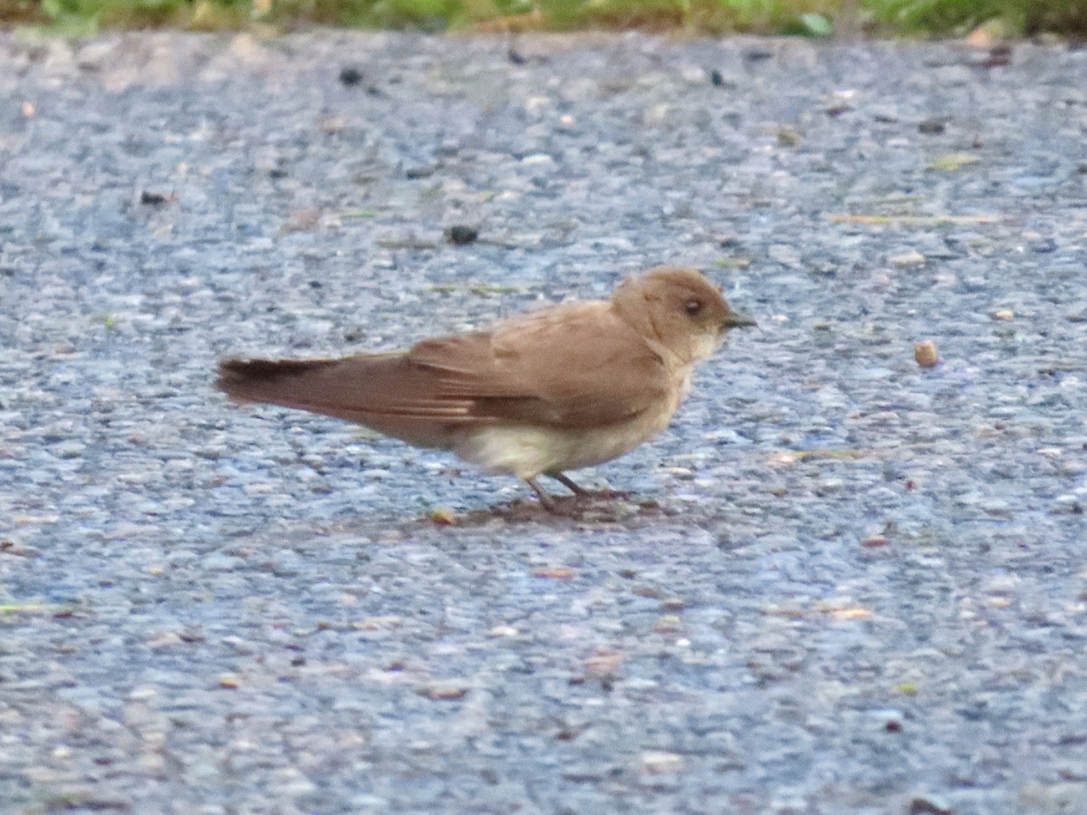 Northern Rough-winged Swallow - ML636969503