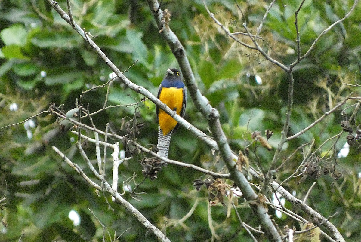 Gartered Violaceous Trogon - ML636969506