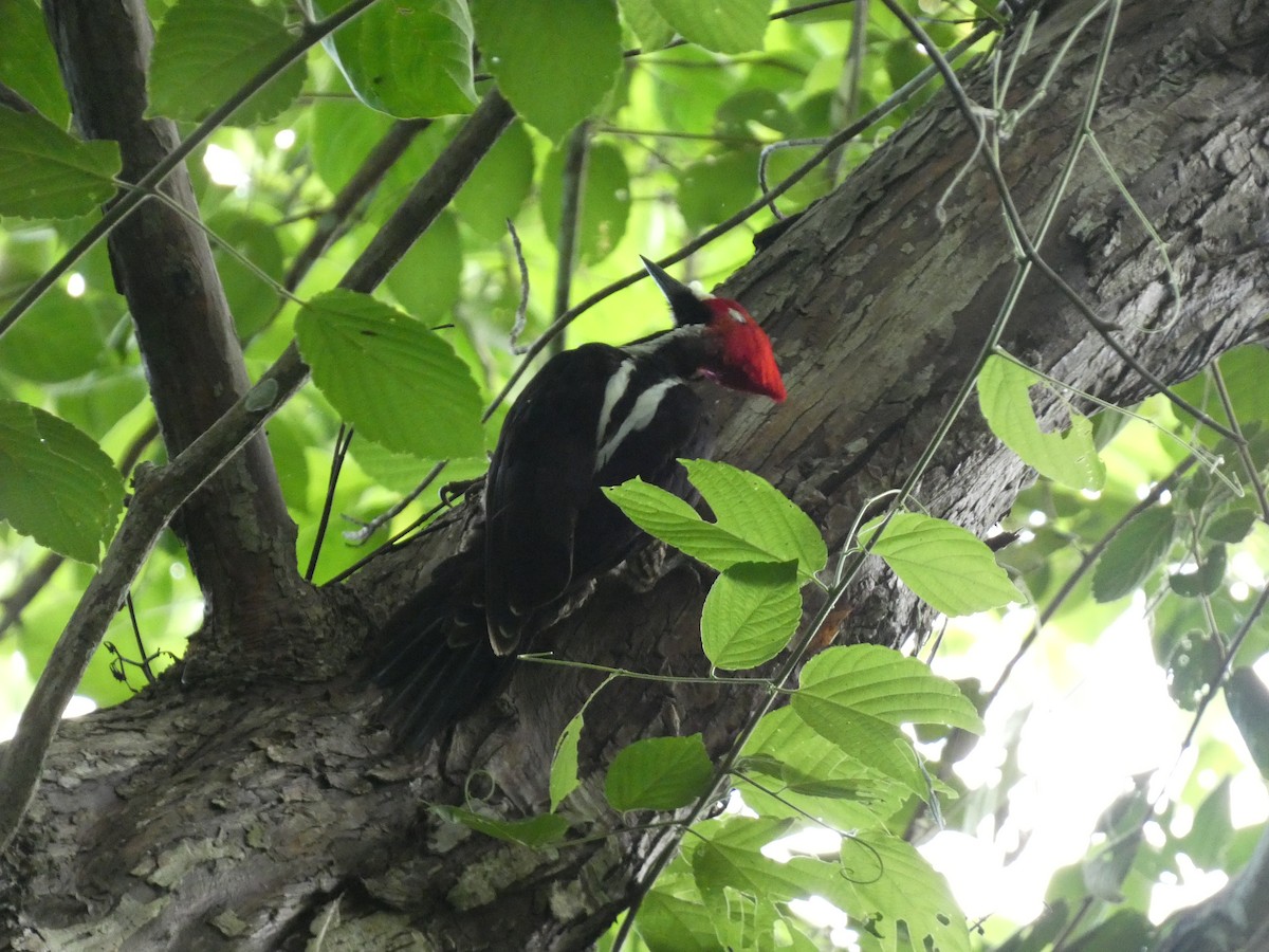 Crimson-crested Woodpecker - ML636969514