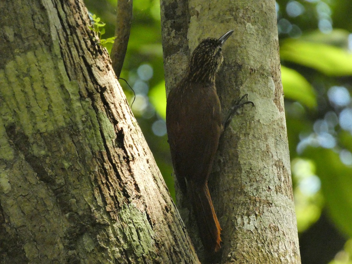 Cocoa Woodcreeper - ML636969524