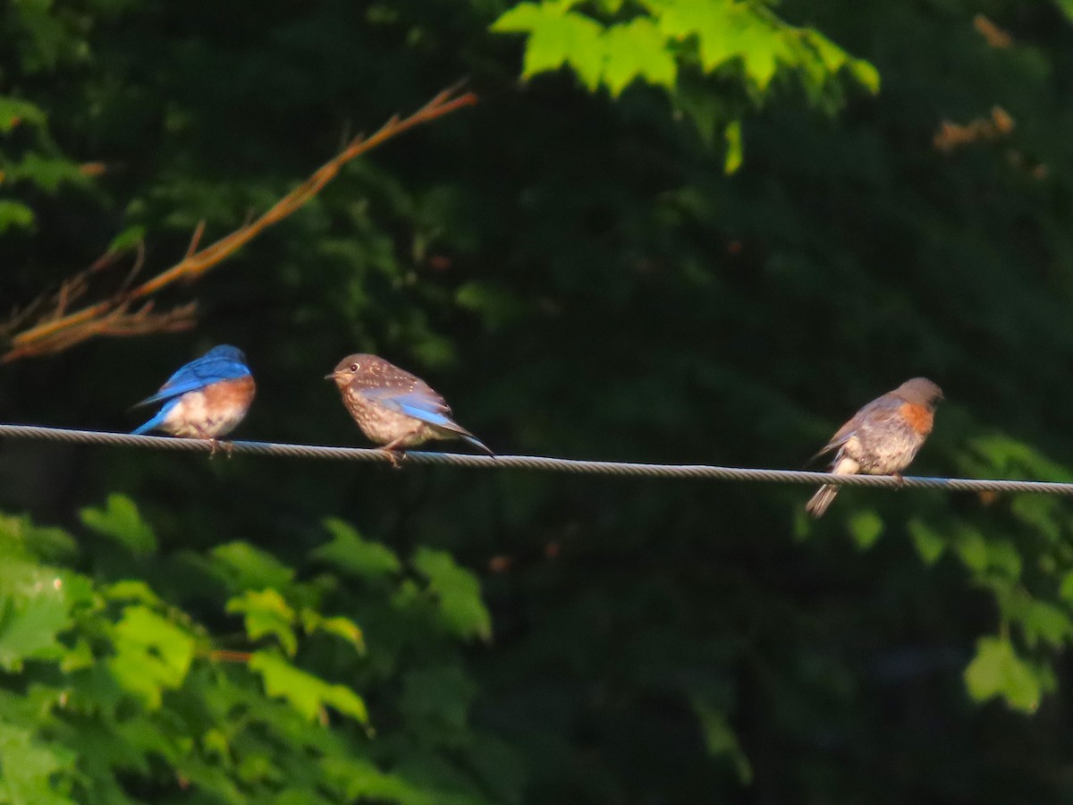 Eastern Bluebird - ML636969527