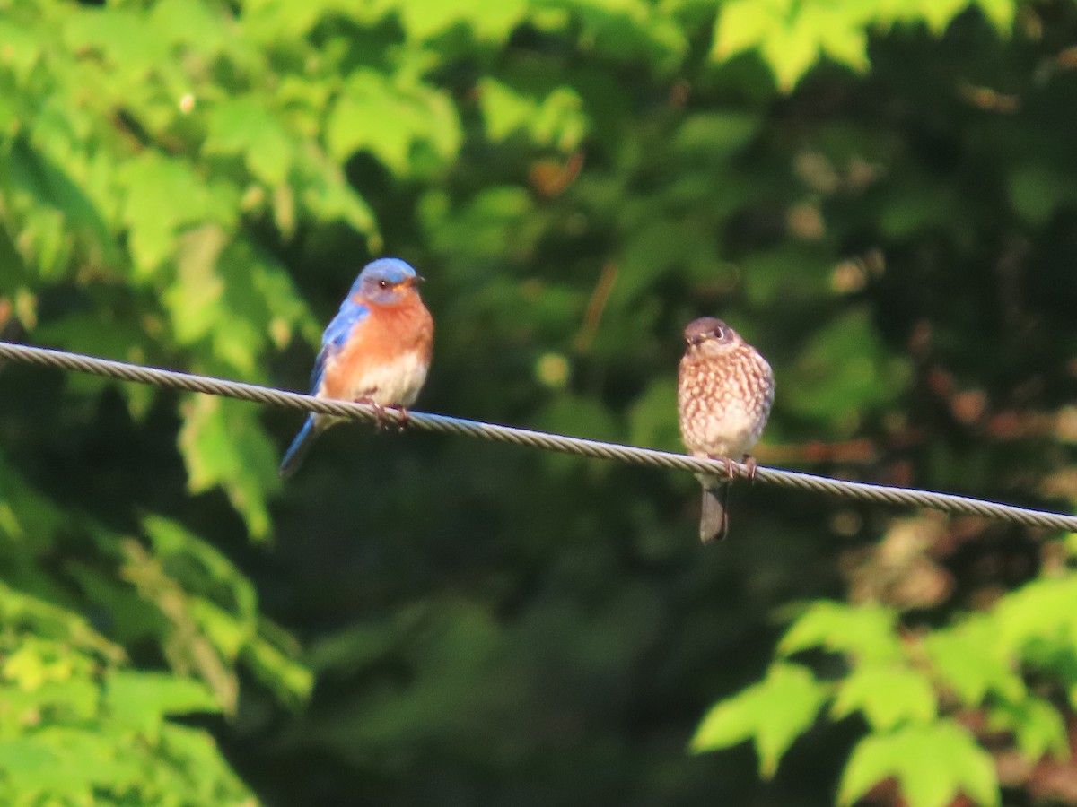 Eastern Bluebird - ML636969528