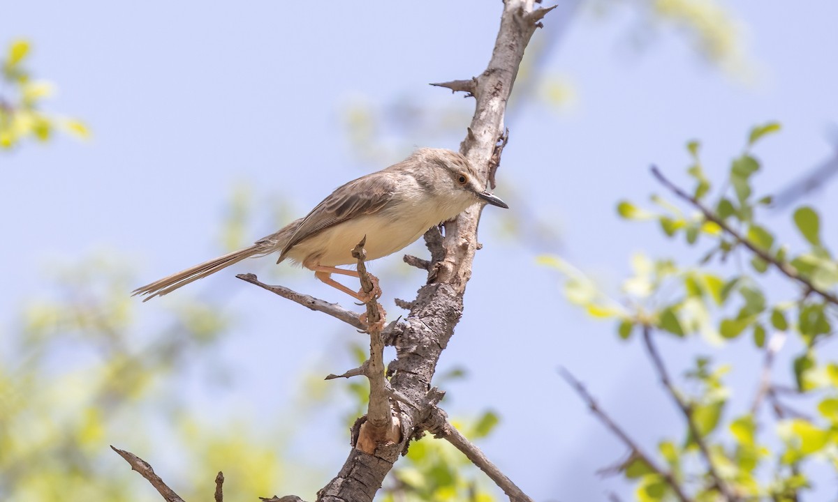 Pale Prinia - ML636969597