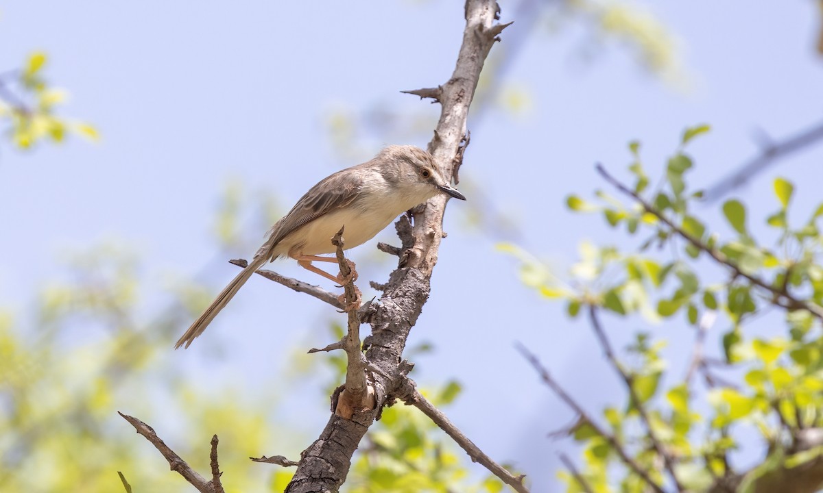 Pale Prinia - ML636969599