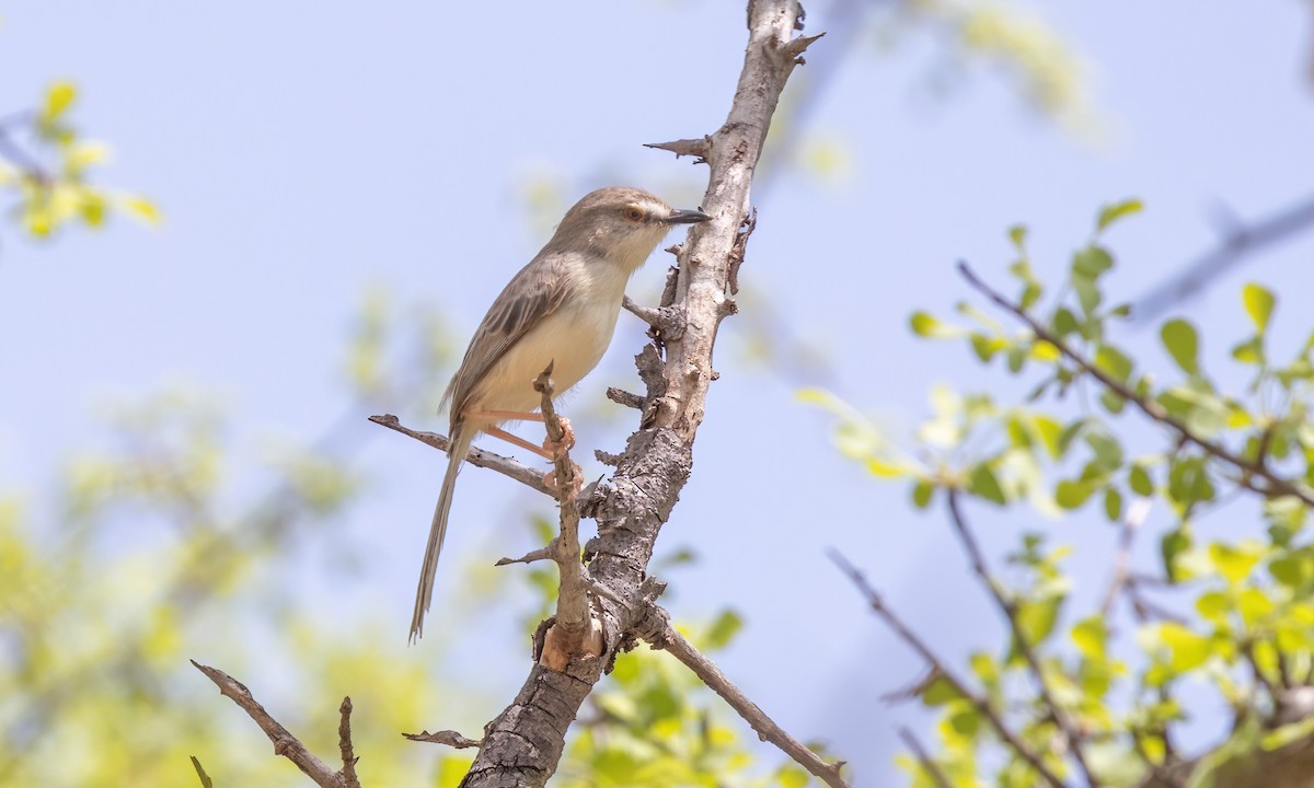 Pale Prinia - ML636969600
