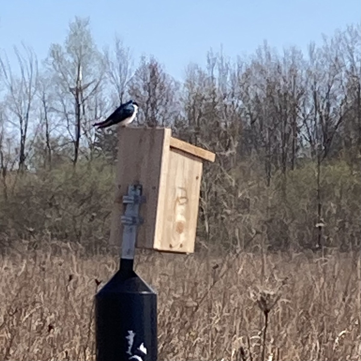 Tree Swallow - ML636969637