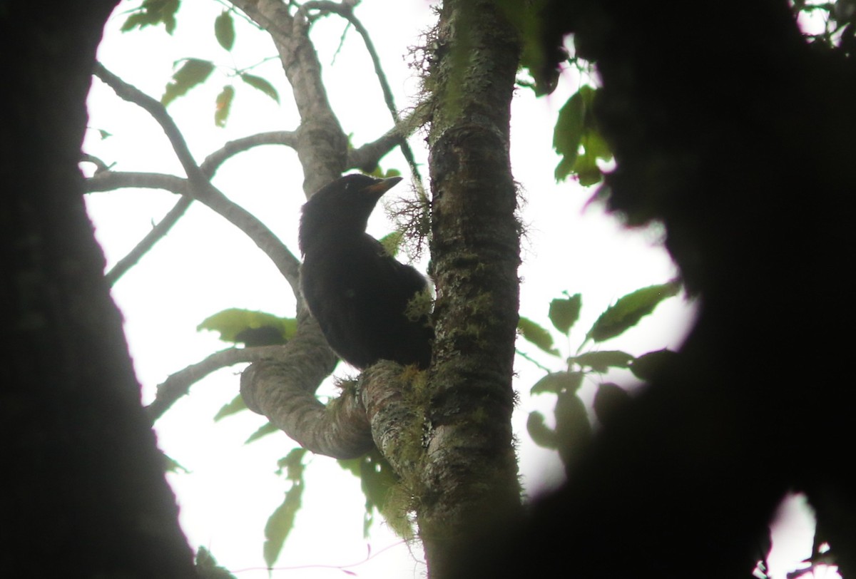 Unicolored Jay - ML636969778
