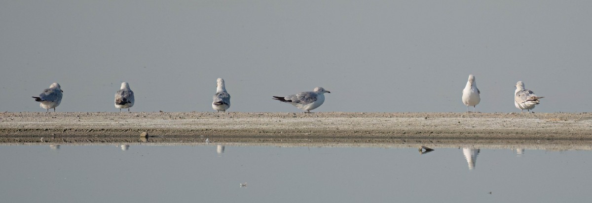 Ring-billed Gull - ML636969810