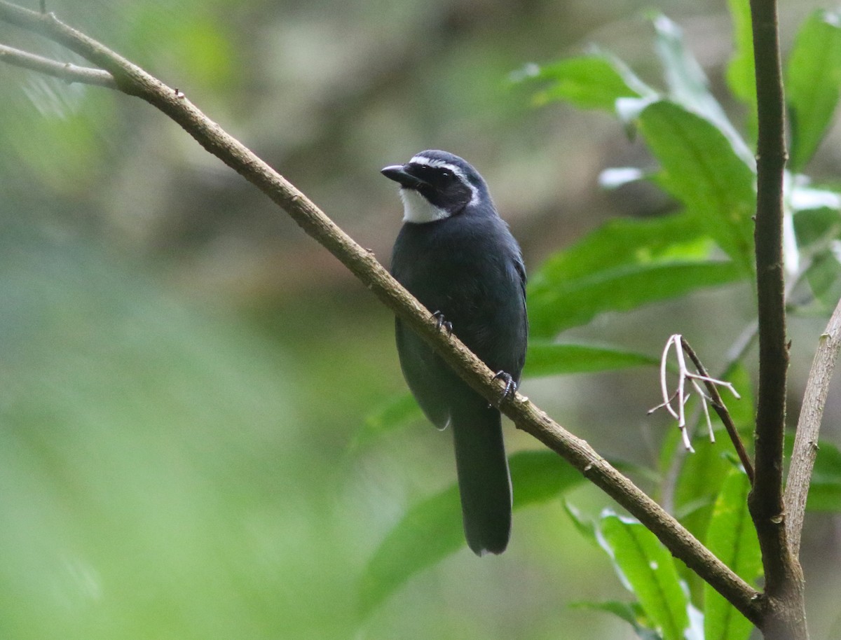 White-throated Jay - ML636969844