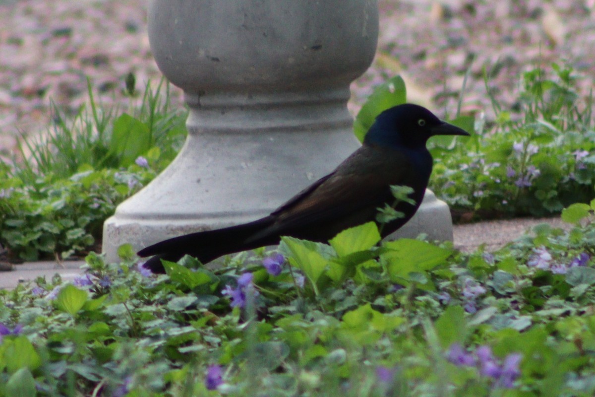 Common Grackle (Bronzed) - ML636969845