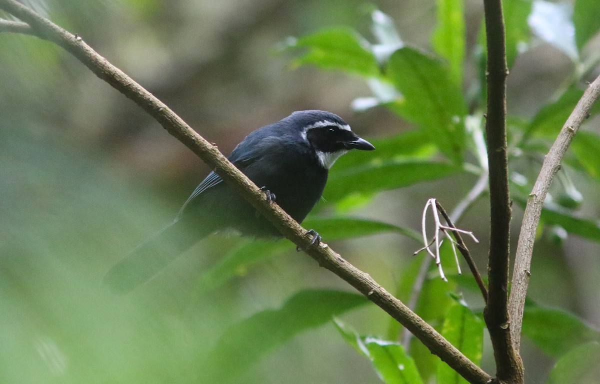 White-throated Jay - ML636969851