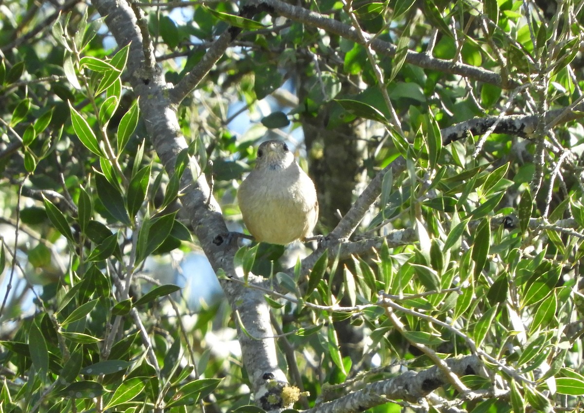Short-billed Canastero - ML636969887