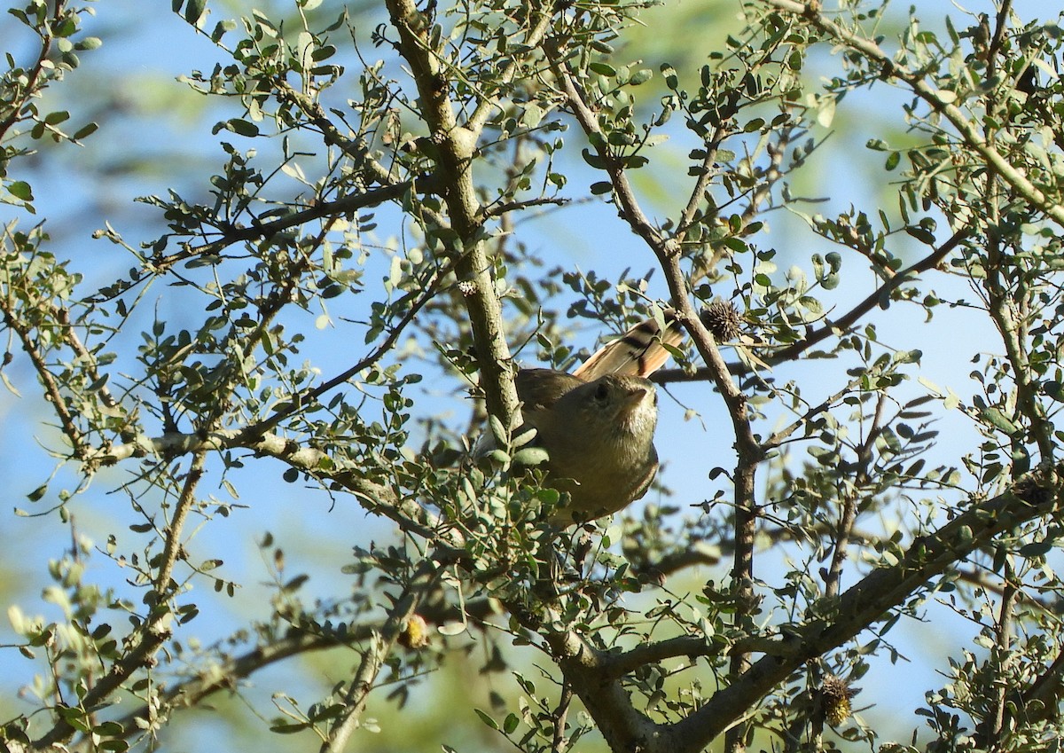 Short-billed Canastero - ML636969889