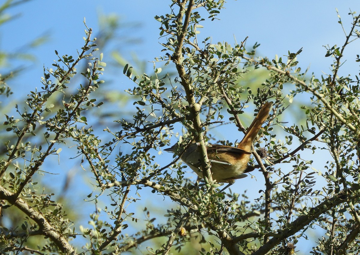 Short-billed Canastero - ML636969890