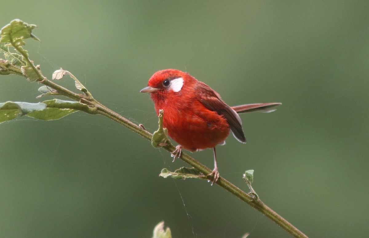 Red Warbler - ML636969900