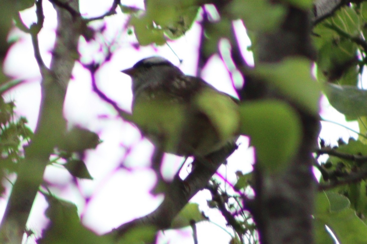 Porsuk Serçesi (leucophrys) - ML636969903