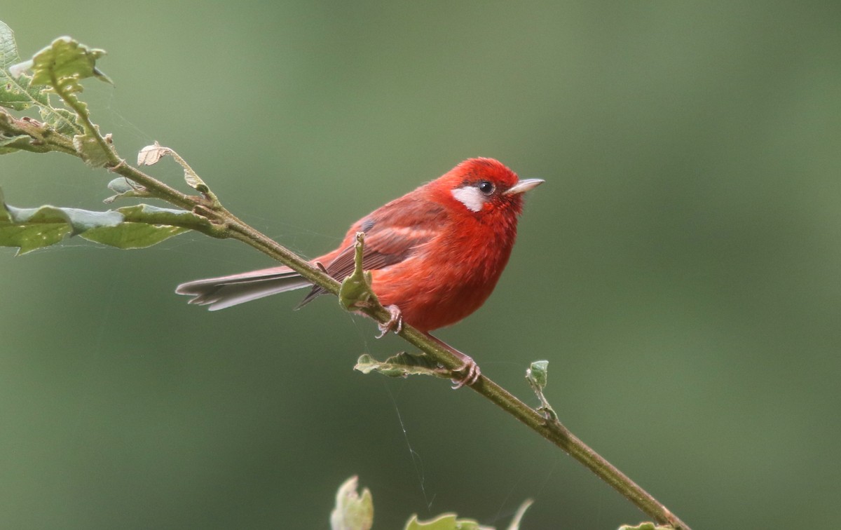 Red Warbler - ML636969905