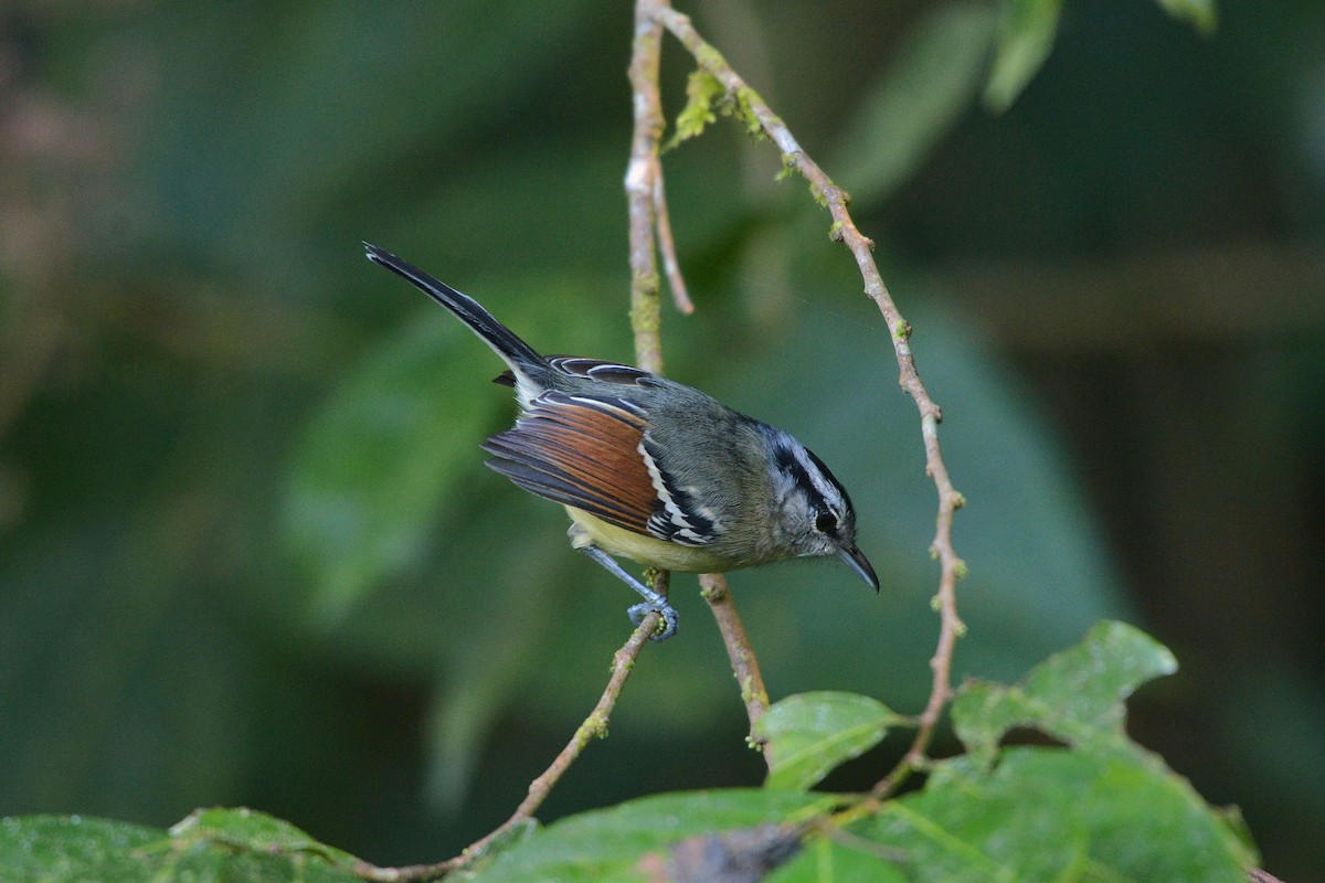 Rufous-margined Antwren - ML636969946