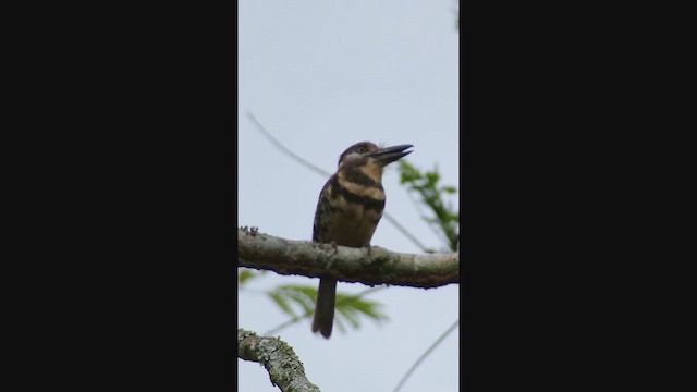 Two-banded Puffbird - ML636970106