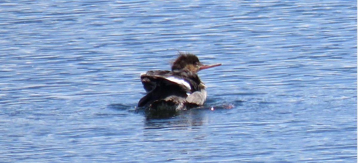 Red-breasted Merganser - ML636970214