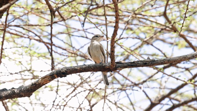 Gambaga Flycatcher - ML636970288