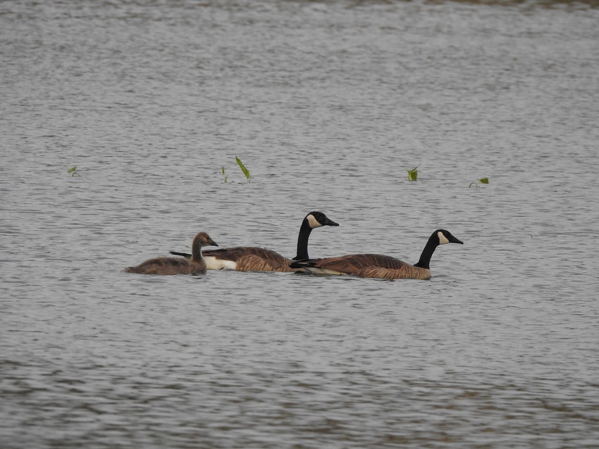 Canada Goose - ML636970407