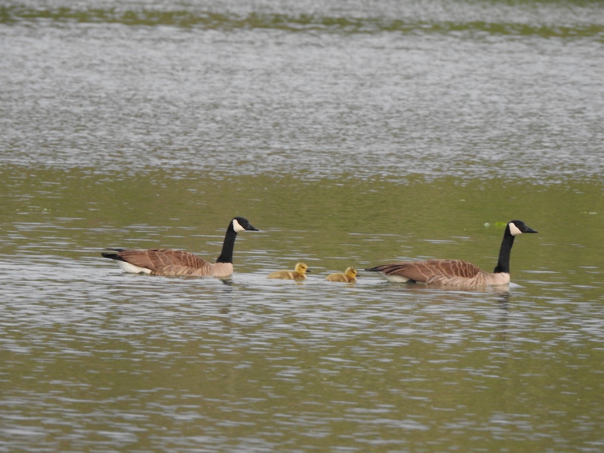 Canada Goose - ML636970418