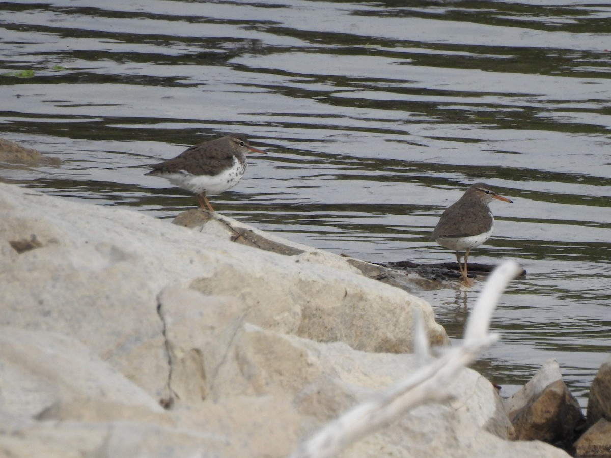 Spotted Sandpiper - ML636970434