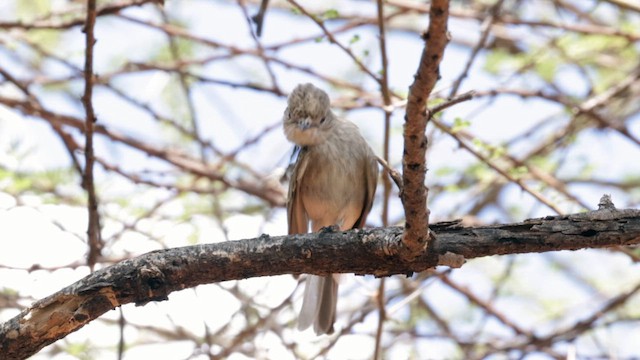 Gambaga Flycatcher - ML636970439