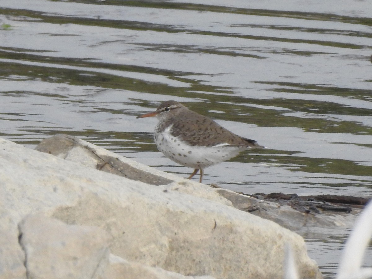 Spotted Sandpiper - ML636970448