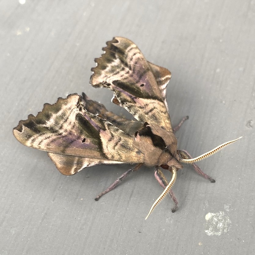 Insects - ML636970455