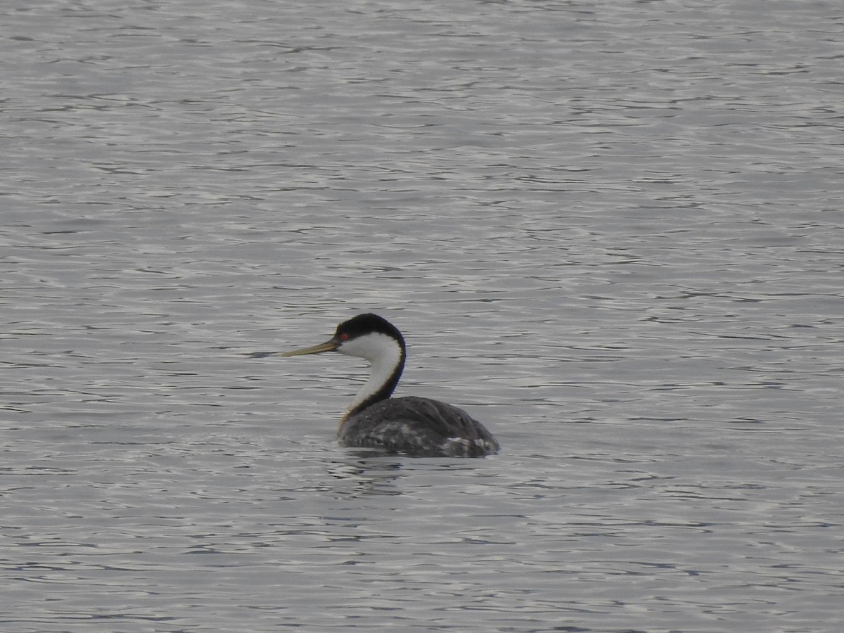 Western Grebe - ML636970456