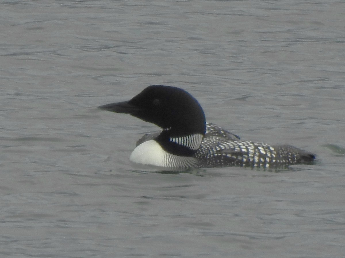 Common Loon - ML636970476