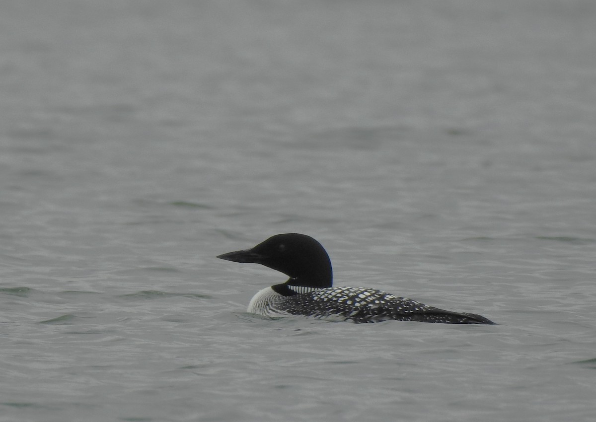 Common Loon - ML636970496