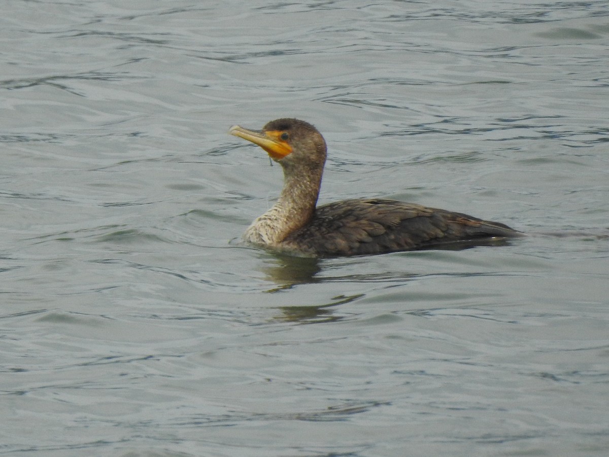 Double-crested Cormorant - ML636970504
