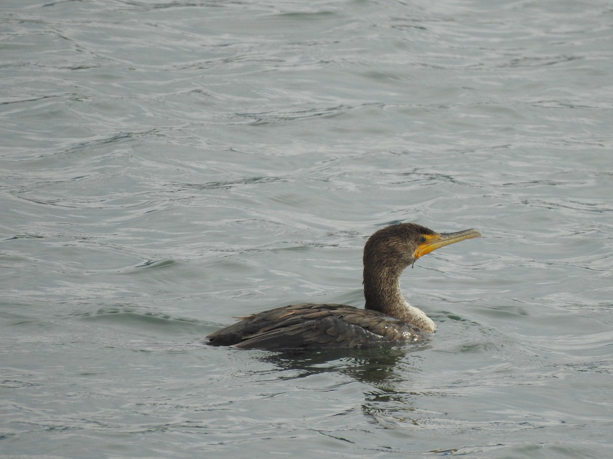 Double-crested Cormorant - ML636970507