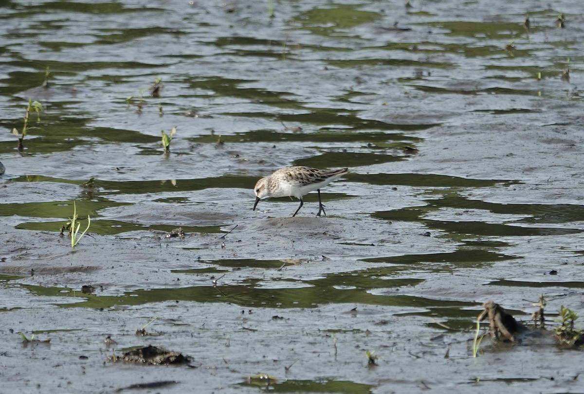 Semipalmated Sandpiper - ML636970515
