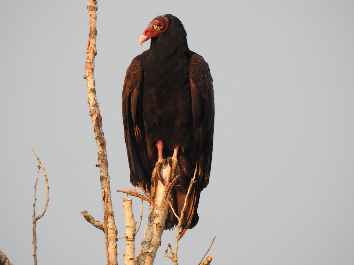 Turkey Vulture - ML636970516