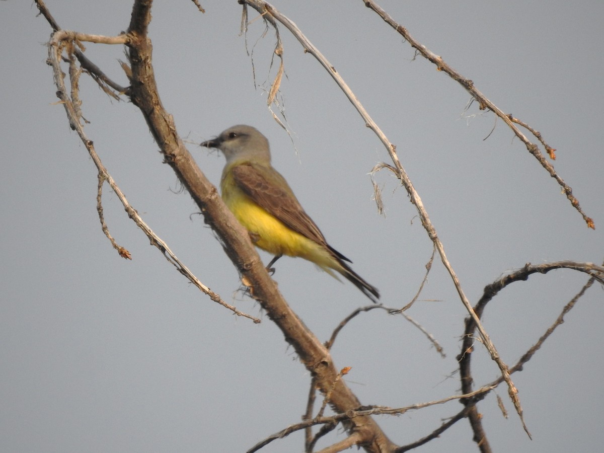 Western Kingbird - ML636970531